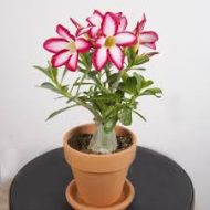 Adenium Mini Plant আদেনিয়াম মিনি গাছ - Image 2