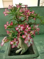 Adenium Mini Plant আদেনিয়াম মিনি গাছ - Image 3