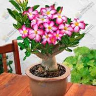 Adenium Mini Plant আদেনিয়াম মিনি গাছ - Image 5