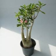 Adenium Mini Plant আদেনিয়াম মিনি গাছ - Image 6