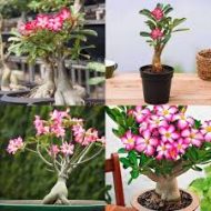 Adenium Mini Plant আদেনিয়াম মিনি গাছ - Image 7