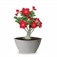 Desert Rose আদেনিয়াম ডবল ফুল গাছ - Image 3