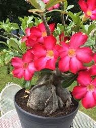 Desert Rose আদেনিয়াম ডবল ফুল গাছ - Image 5