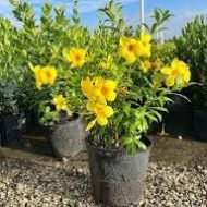 Allamanda cathartica আলামান্ডা  ফুল গাছ - Image 3