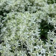 Aromatic Jui Plant অ্যারোমেটিক জুঁই ফুল গাছ - Image 4