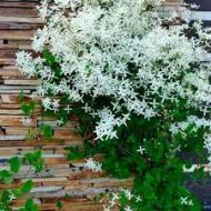 Aromatic Jui Plant অ্যারোমেটিক জুঁই ফুল গাছ - Image 5