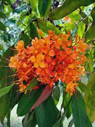 images - 2026-06-13T152109.766 Hybrid Ashok Tree হাইব্রিড অশোক গাছ - Image 2