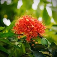 Hybrid Ashok Tree হাইব্রিড অশোক গাছ - Image 3