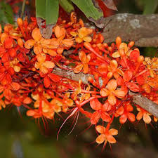 images - 2026-06-13T152137.509 Hybrid Ashok Tree হাইব্রিড অশোক গাছ - Image 4