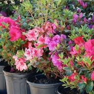 Azalea Flower Plant অ্যাজালিয়া ফুল গাছ - Image 4