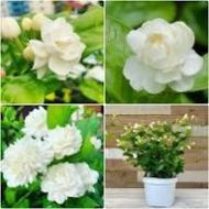 Beli Flower Plant বেলি ফুল গাছ - Image 2