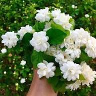 images - 2026-06-14T175640.777 Beli Flower Plant বেলি ফুল গাছ - Image 3