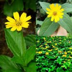 Bhringraj Plant ভৃঙ্গরাজ গাছ