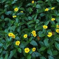 images - 2026-06-14T181118.046 Bhringraj Plant ভৃঙ্গরাজ গাছ - Image 3