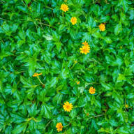 images - 2026-06-14T181136.424 Bhringraj Plant ভৃঙ্গরাজ গাছ - Image 4