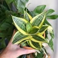 Birds Nest Snake Plant পাখির বাসা স্নেক প্ল্যান্ট - Image 3