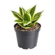 Birds Nest Snake Plant পাখির বাসা স্নেক প্ল্যান্ট - Image 4