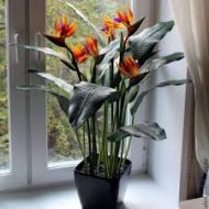 Bird of Paradise বার্ড অফ প্যারাডাইস ফুল গাছ - Image 2
