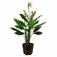 Bird of Paradise বার্ড অফ প্যারাডাইস ফুল গাছ - Image 3