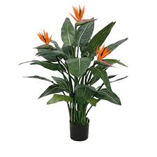 images - 2026-06-14T184602.583 Bird of Paradise বার্ড অফ প্যারাডাইস ফুল গাছ - Image 4