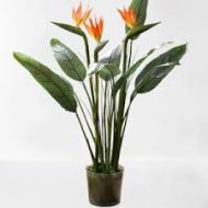 Bird of Paradise বার্ড অফ প্যারাডাইস ফুল গাছ - Image 5