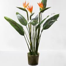 images - 2026-06-14T184631.759 Bird of Paradise বার্ড অফ প্যারাডাইস ফুল গাছ - Image 5