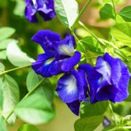 Blue Aparajita নীল অপরাজিতা - Image 3
