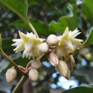 Bokul Flower Tree বকুল ফুল গাছ - Image 2