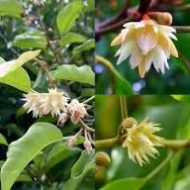 Bokul Flower Tree বকুল ফুল গাছ - Image 4