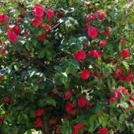 Camellia Flower Plant ক্যামেলিয়া ফুল গাছ - Image 4