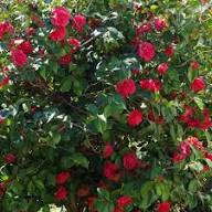 images - 2026-06-15T203421.570 Camellia Flower Plant ক্যামেলিয়া ফুল গাছ - Image 4
