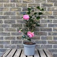 Camellia Flower Plant ক্যামেলিয়া ফুল গাছ - Image 4