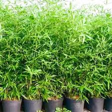 images - 2026-06-16T093550.999 China Bamboo চীনা বাঁশ - Image 5