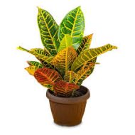Codiaeum Patabahar পাতাবাহার গাছ - Image 2
