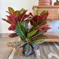 Codiaeum Patabahar পাতাবাহার গাছ - Image 3