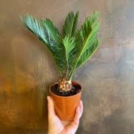 Sago Palm সাগো পাম - Image 4