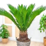 Sago Palm সাগো পাম - Image 5
