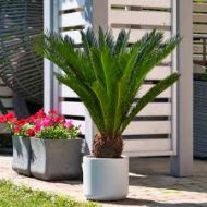 Sago Palm সাগো পাম - Image 6