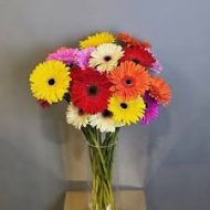 Gerbera Flower Plant জারবেরা ফুল গাছ - Image 2