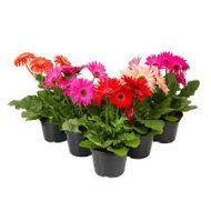 Gerbera Flower Plant জারবেরা ফুল গাছ - Image 3