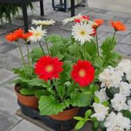 Gerbera Flower Plant জারবেরা ফুল গাছ - Image 5