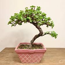 images - 2026-06-16T202030.535 Bonsai Plant বনসাই গাছ - Image 3