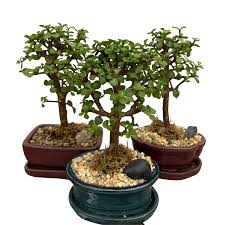 images - 2026-06-16T202054.293 Bonsai Plant বনসাই গাছ - Image 4