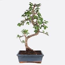 images - 2026-06-16T202325.652 Bonsai Plant বনসাই গাছ - Image 7