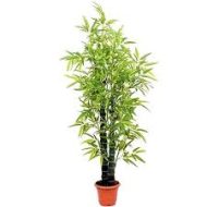 Ghoti Bamboo ঘটি বাঁশ - Image 2