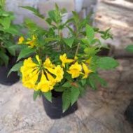Gori Chori গোরি চোরি ফুল গাছ - Image 3
