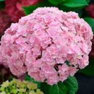 Hydrangea Flower Plant হাইড্রেঞ্জা ফুল গাছ - Image 2