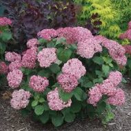Hydrangea Flower Plant হাইড্রেঞ্জা ফুল গাছ - Image 4