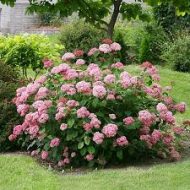 Hydrangea Flower Plant হাইড্রেঞ্জা ফুল গাছ - Image 5