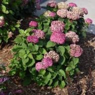 Hydrangea Flower Plant হাইড্রেঞ্জা ফুল গাছ - Image 6